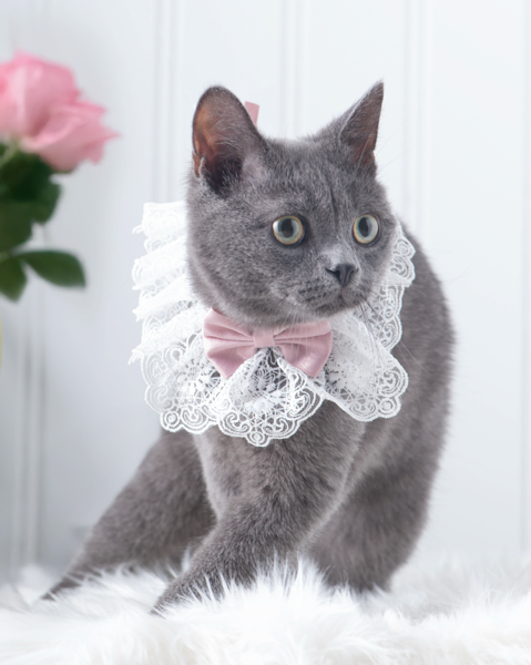 Furever Fancy Lace Necklace