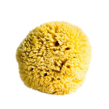 Load image into Gallery viewer, Sea Sponge