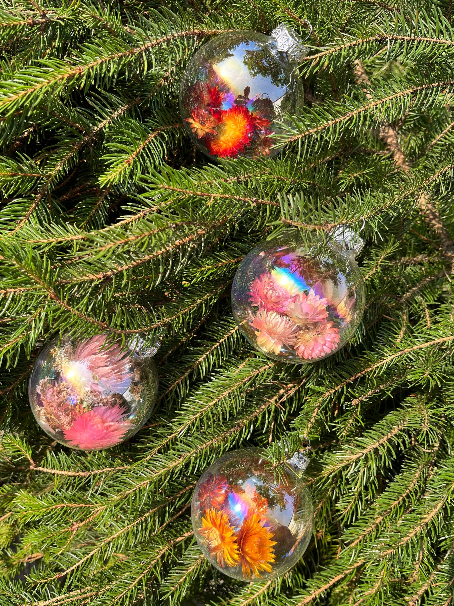 Dried flowers glass christmas ball in orange and pink tones